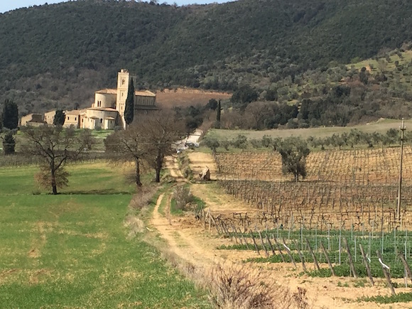 Sant'Antimo Vineyard Shot.jpg